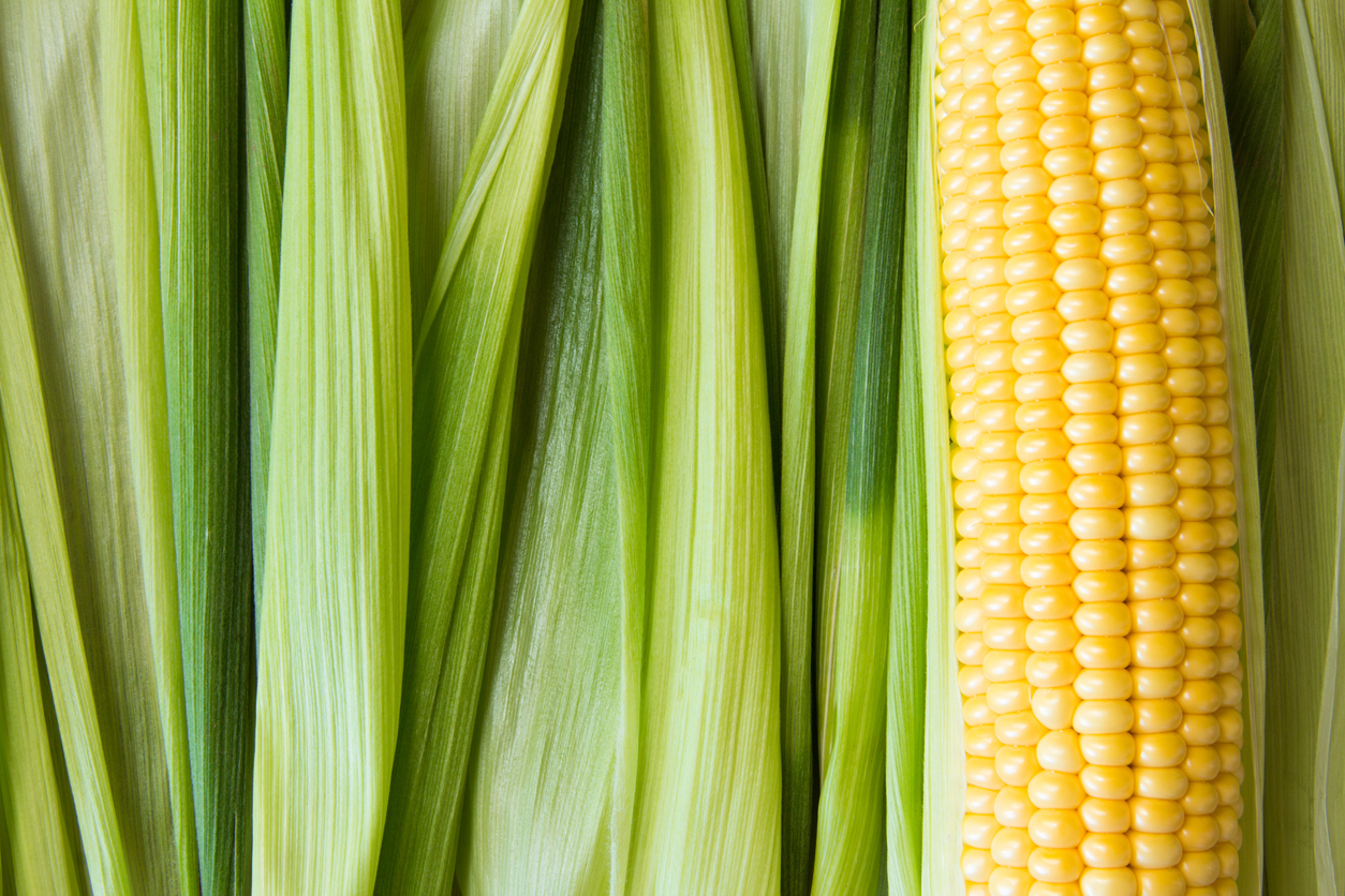 Corn Corn