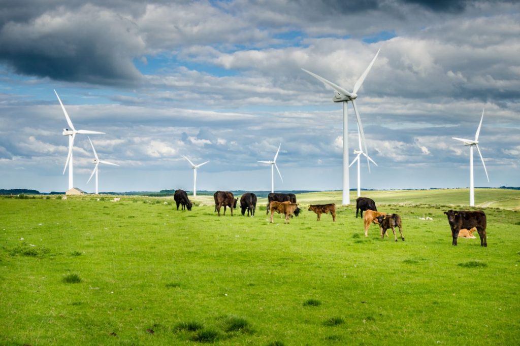 Wind power - environment