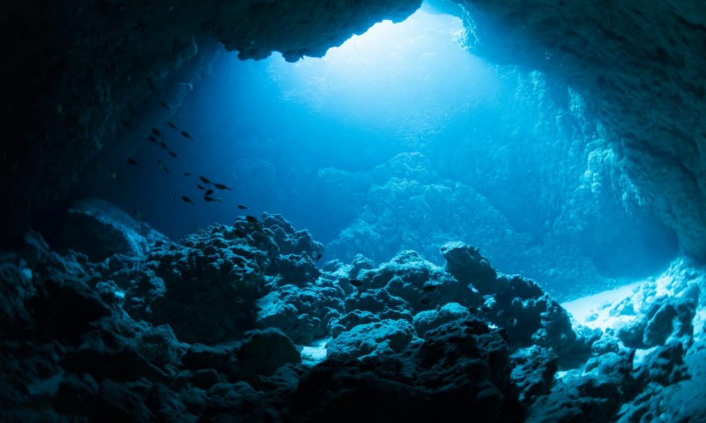 WWF warns of consequences of deep-sea mining.