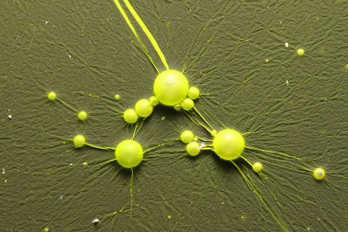 Cyanobacteria Cyanobacteria