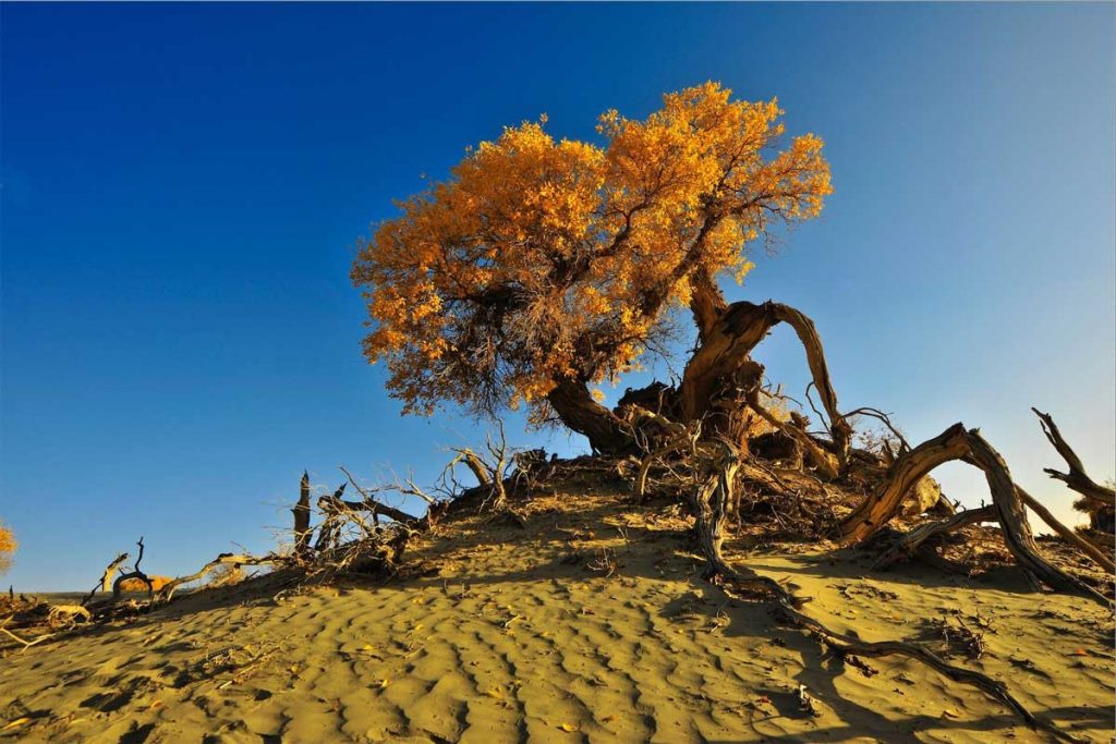 Tree in Inner Mongolia