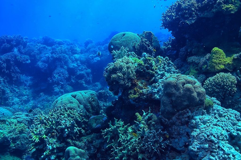 Deep Sea