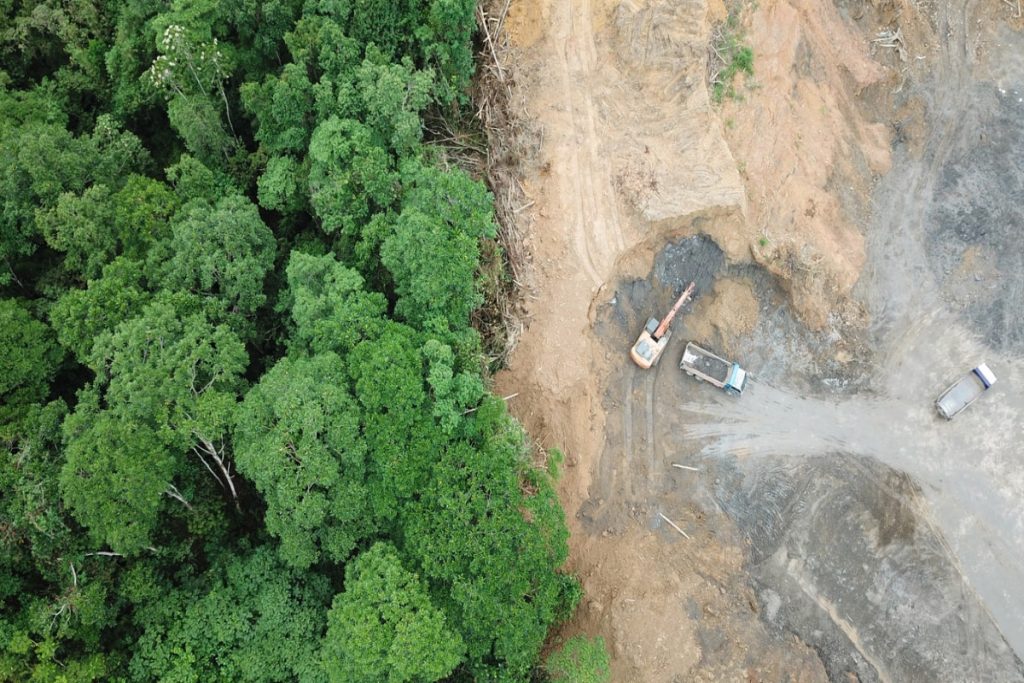 borneo rainforest trees environment damage