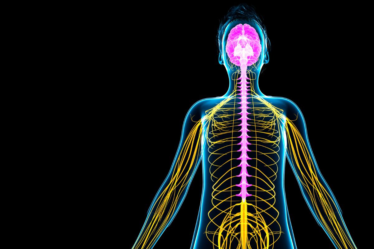 Ruthenium spinal cord Ruthenium spinal cord