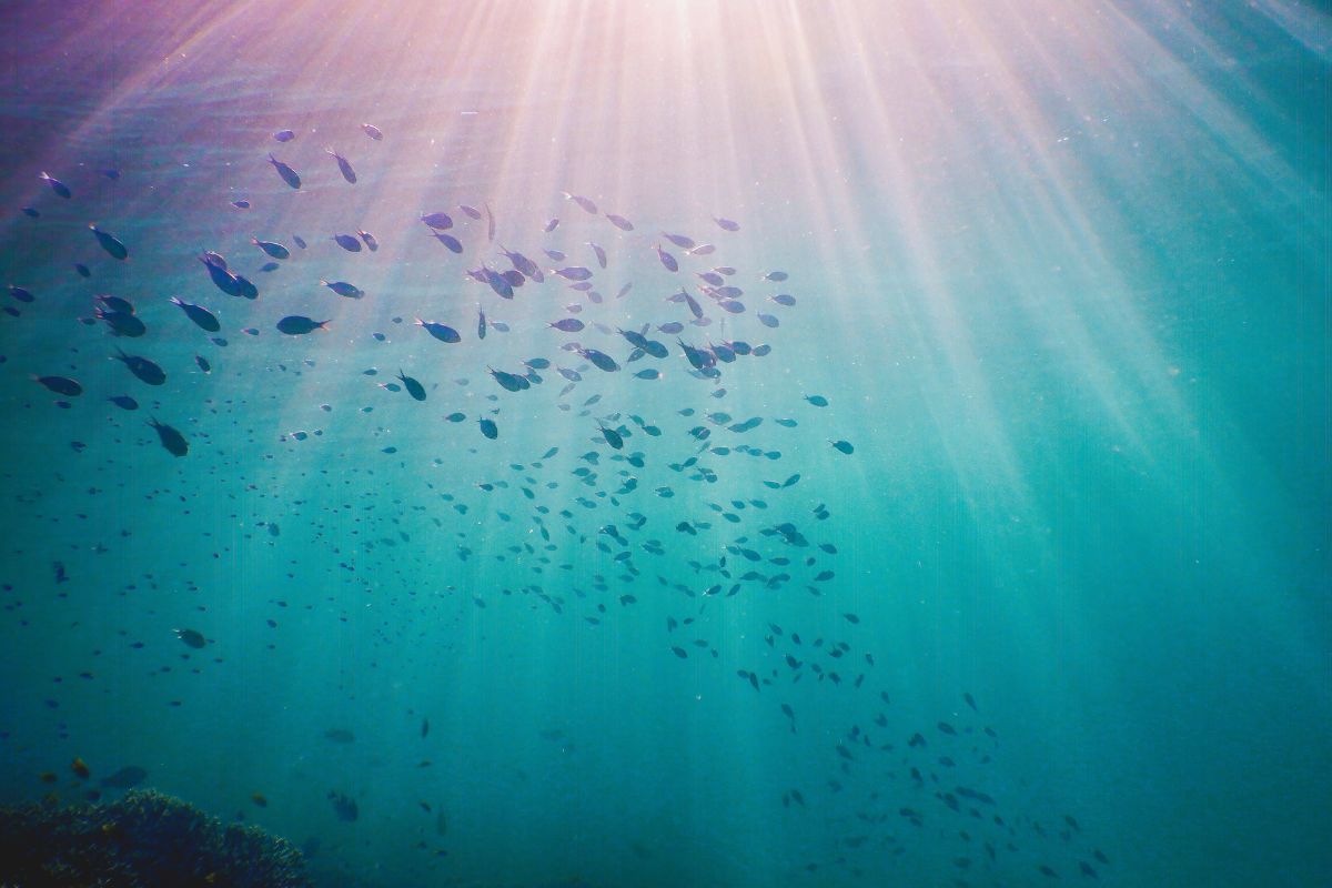 underwater underwater