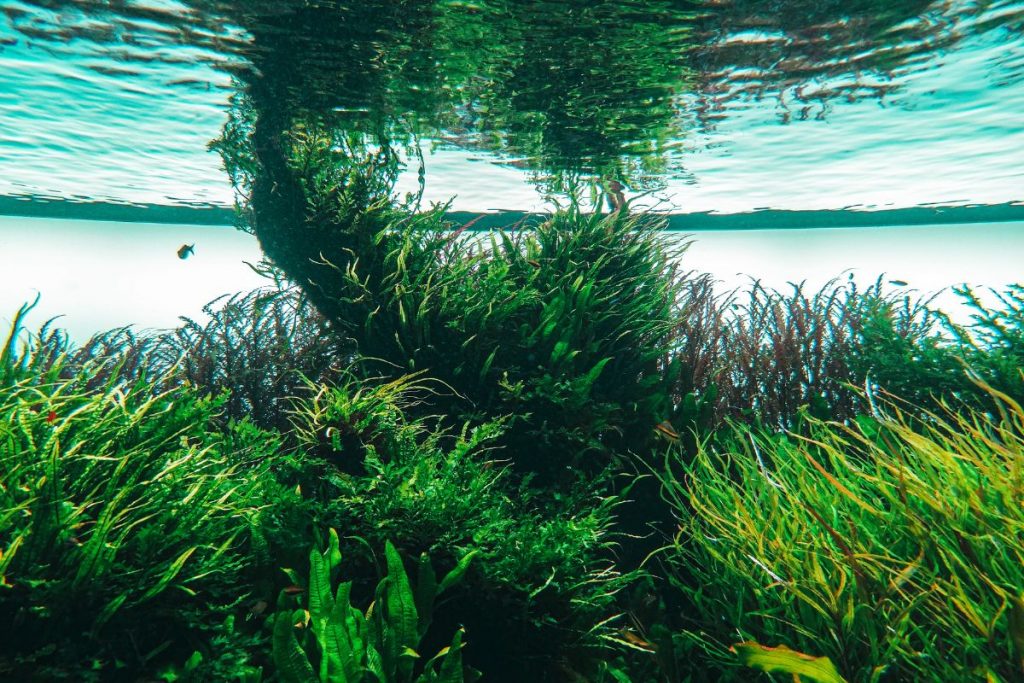 algae under water