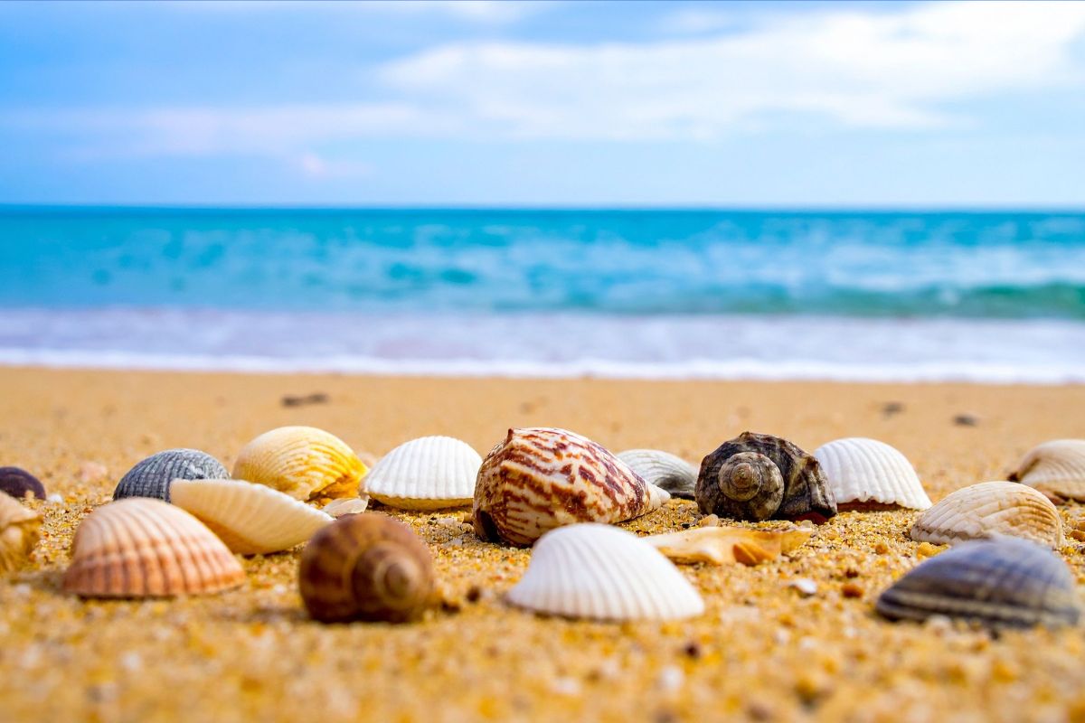 Mussels on the beach